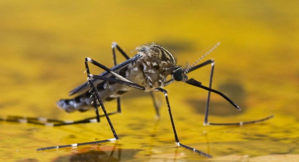 Quienes deben vacunarse contra la fiebre amarilla